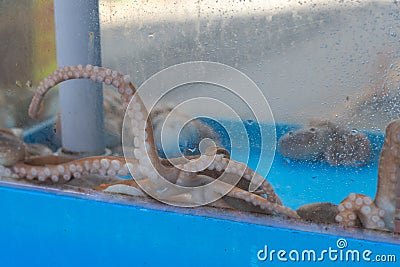 Octopuses in an aquarium in a restaurant for sale. Shot on open aperture, focus on tentacles. Suckers on the tentacles Stock Photo