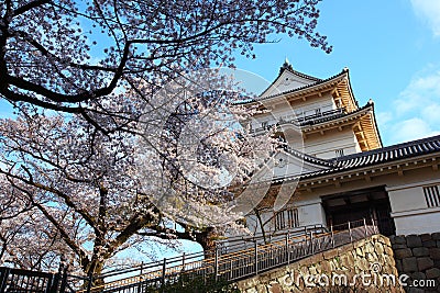 Odawara Castle and cherry blossom Stock Photo