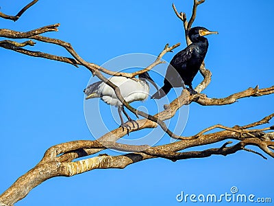 The odd couple, black and white bird in the tree Australian birds White ibis and great cormorant Stock Photo