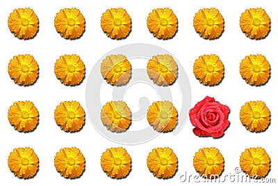 Odd-one-out Red rose Stock Photo