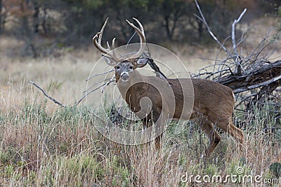 Odd racked whitetail buck in profile Stock Photo