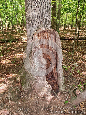 Odd Tree with Hollow Trunk Stock Photo