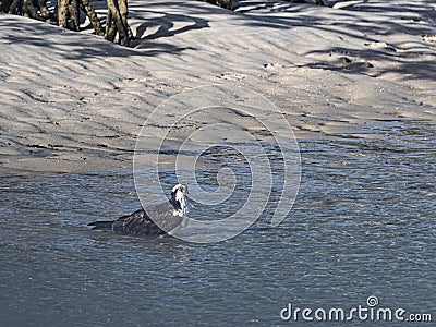 The Oddity of a Wading Osprey Stock Photo