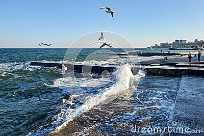 Odessa, Ukraine, Black Sea coast, seagulls over the wave Editorial Stock Photo