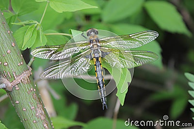 Dragonflies Stock Photo