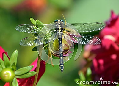 Odonata is an order of carnivorous insects, Stock Photo