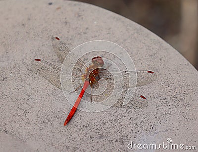 Odonata is an order of carnivorous insects, Stock Photo