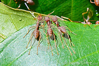 Oecophylla smaragdina (common names include Weaver Ant, Stock Photo