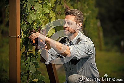 oenologist cut grapes with gardening scissors, farming Stock Photo