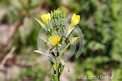 Yellow Evening Primrise biennial Stock Photo