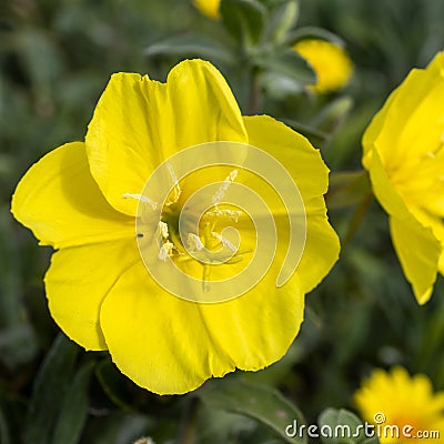 Oenothera drummondii is species of shrub in family Onagraceae. They have a self-supporting growth form. They are native to The Stock Photo