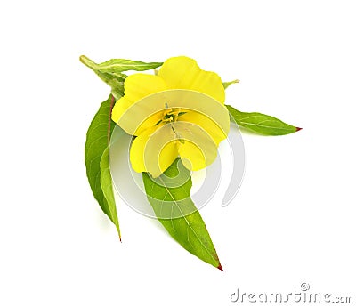 Oenothera flower isolated on white background. Stock Photo