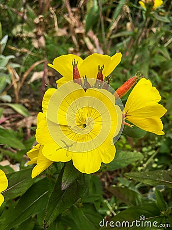 Oenothera fruticosa, narrow-leaved sundrops Stock Photo