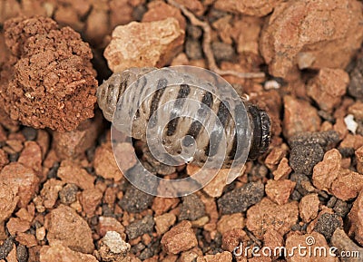 Oestrus larva final stage after being released from inside the nasal passages of the goat, seeking to be buried in the ground to Stock Photo