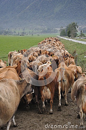 Off to the dairy Stock Photo