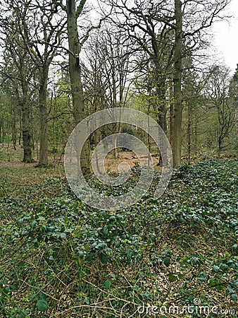 Off-trail in deciduous woodland in springtime Stock Photo
