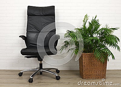 Office armchair and houseplant palm Stock Photo