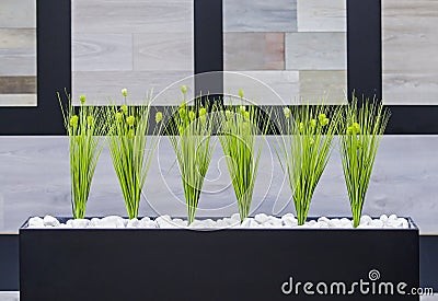Office decor green plants in a black rectangular pot Stock Photo