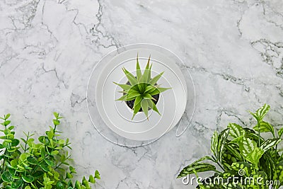 Office Plants or Succulent Plants on Dish and Tree at Bottom on Marble Office Desk or Table Stock Photo