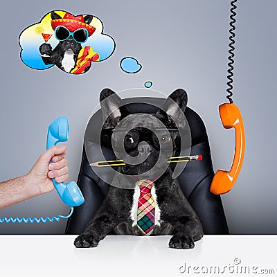 Office worker boss dog Stock Photo