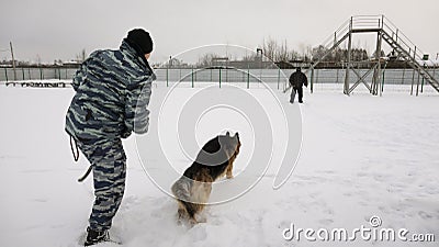 Official German shepherd on the detention of a dangerous criminal Editorial Stock Photo