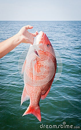 Offshore Sport Fishing: Red Snapper Stock Photo