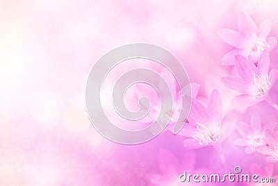 Oft rain lilly flower in pink pastel tone sweet background Stock Photo