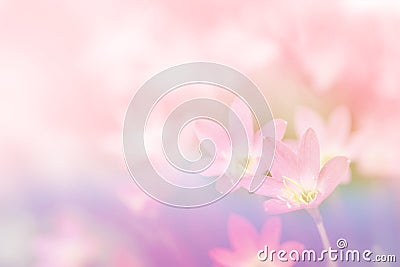 Oft rain lilly flower in pink pastel tone sweet background Stock Photo