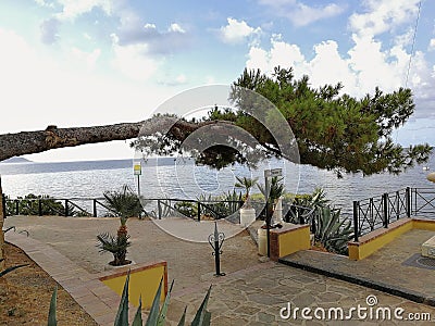 Ogliastro Marina - Horizontal pine Stock Photo