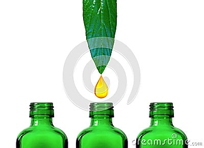oil droplet from green pointy waxy leaf dripping into small green medicine bottle. essential oils. Stock Photo