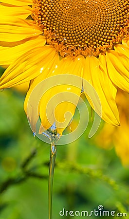 Oil flowing from sunflower head Stock Photo