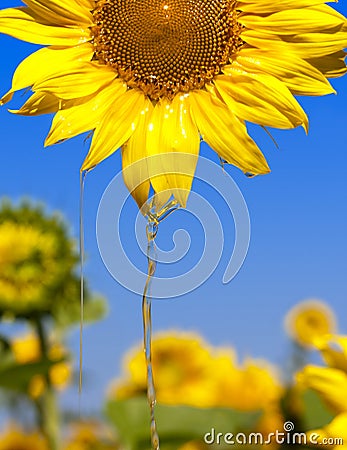 Oil flowing from sunflower head Stock Photo