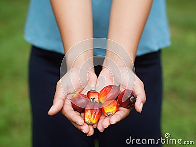 Oil palm fruits Stock Photo