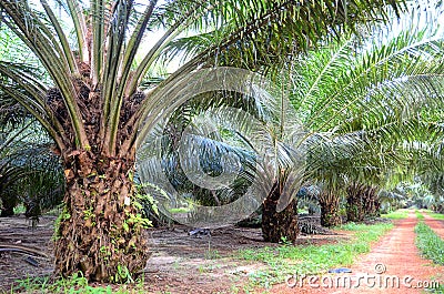 Oil Palm Plantation Stock Photo