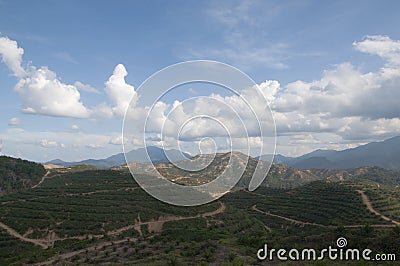 Oil Palm Plantation Stock Photo