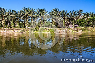 Oil palm plantation Stock Photo