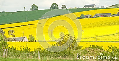 Oil seed rape. Stock Photo