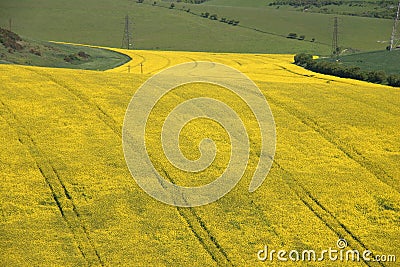 Oil seed crop Stock Photo