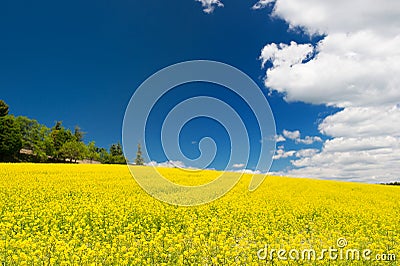Oil seed field against blue sky Stock Photo