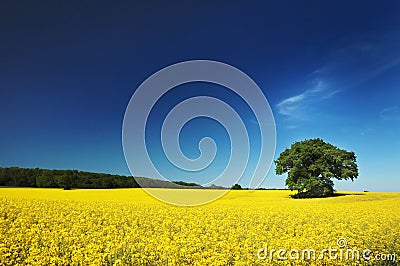 Oil seed field UK. Stock Photo