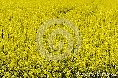 Oil seed field Stock Photo