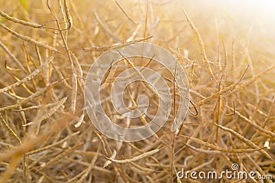 Oilseed field before harvest, golden color of mature harvest Stock Photo