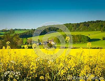 Oilseed Rape, Canola, Biodiesel Crop Stock Photo