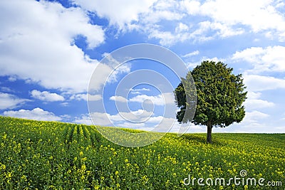Oilseed field and lonely tree Stock Photo