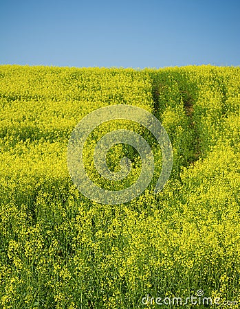 Oilseed field with tractor track Stock Photo