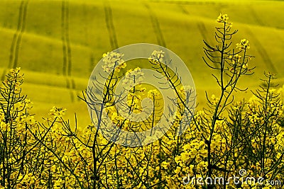Oilseed rape flowering field Stock Photo