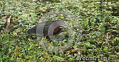 Oiseau Vert De Héron Florida Les Etats Unis