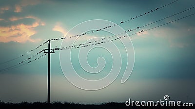 Oiseaux sur les fils Oiseaux sur les fils
