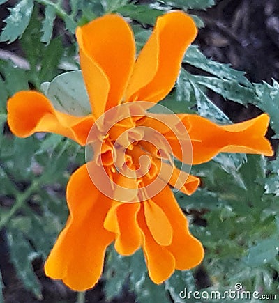 orange pretty flower Stock Photo