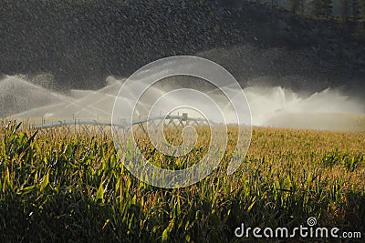 Okanagan Valley Corn Field Irrigation Stock Photo